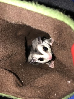 Sugar gliders for Sale