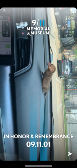 Baby Mongoose Cusimanse For Sale