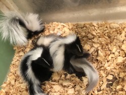 skunk skunks left