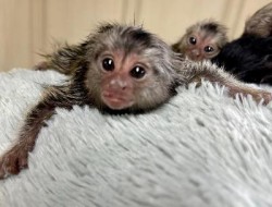 Baby Marmosets (common white tufted & hybrid) for Sale