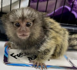 Baby Marmosets (common white tufted & hybrid) for Sale