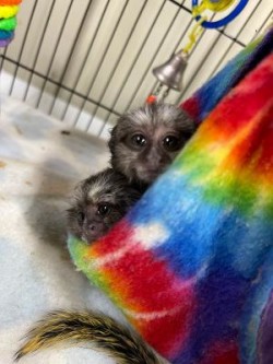 Baby Marmosets (common white tufted & hybrid) for Sale